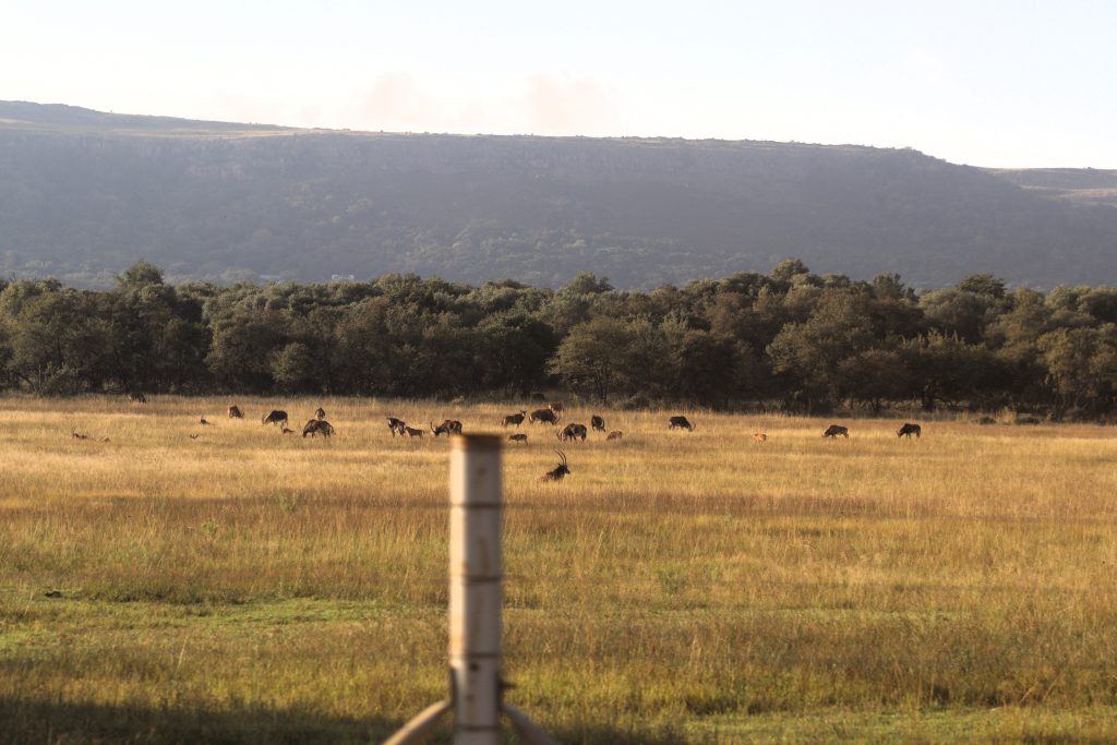 A weekend with Honda