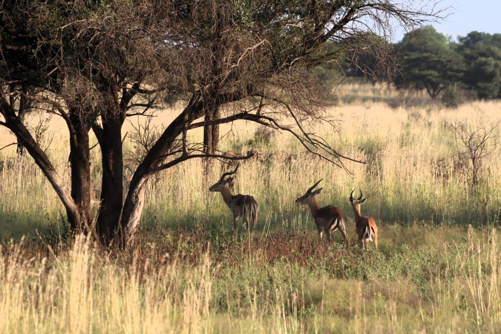 A weekend with Honda