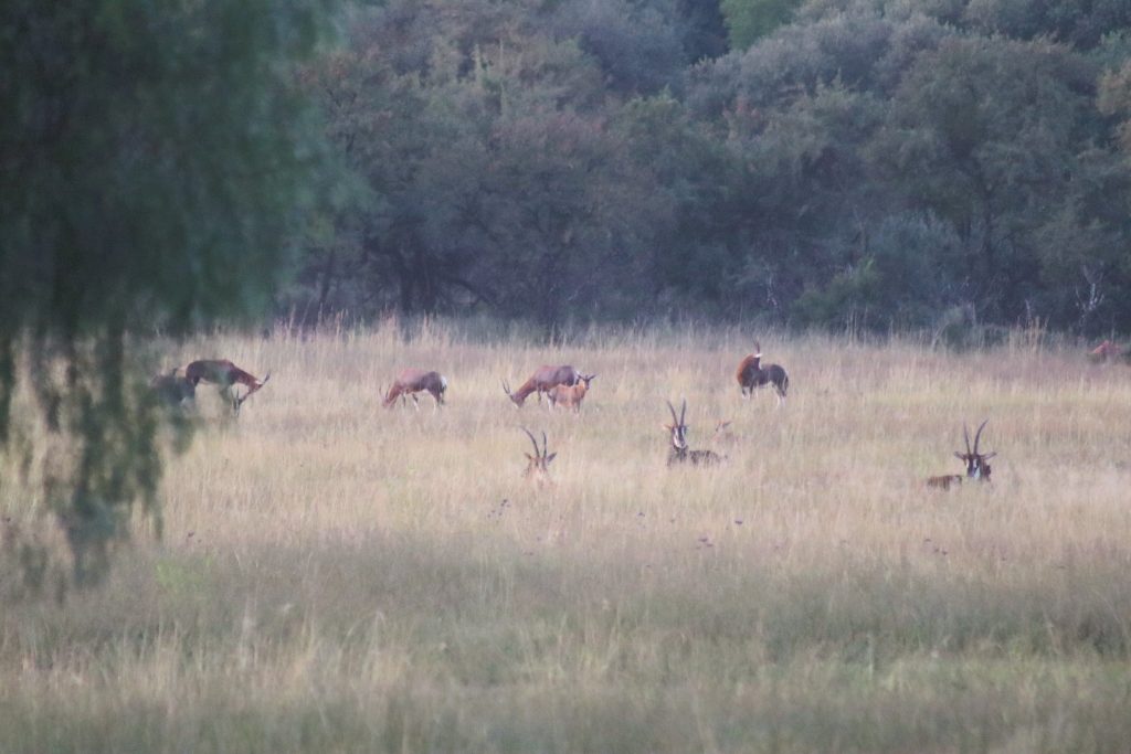 A weekend with Honda