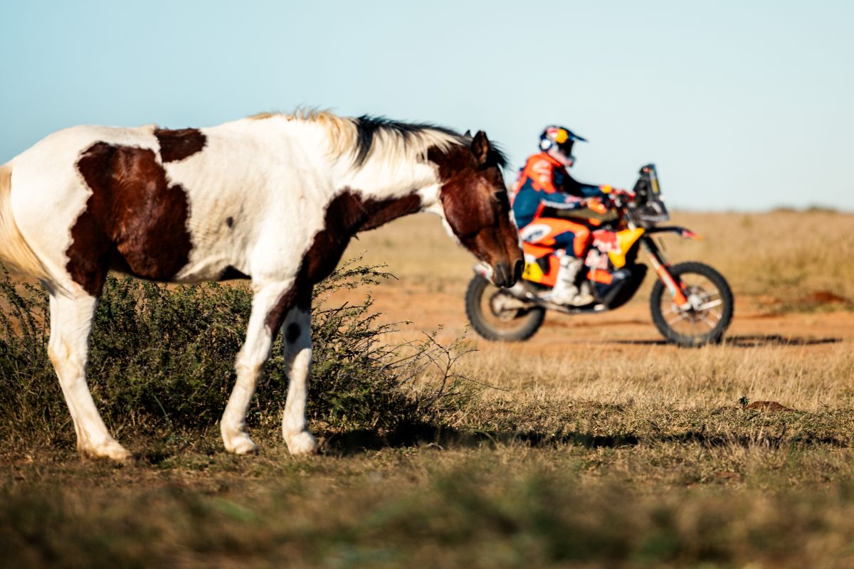 South African Safari Rally